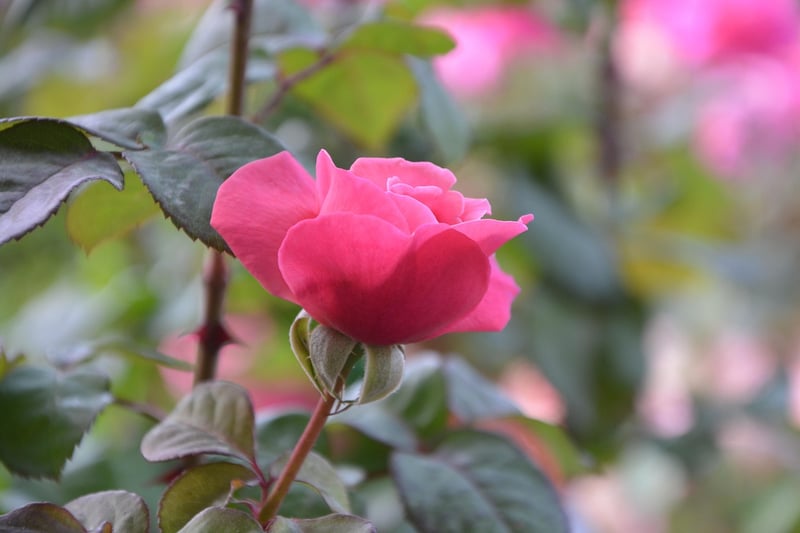 Botanical Events