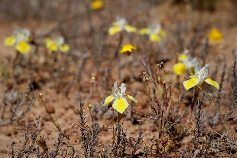 Rare Botanicals