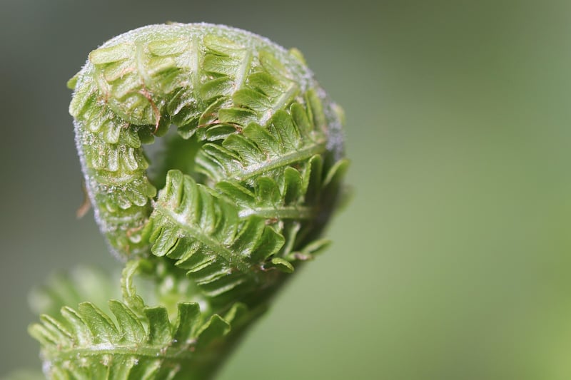 Blue Star Fern