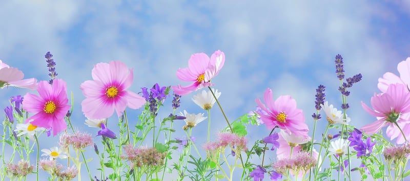Gathering Plants at Their Peak