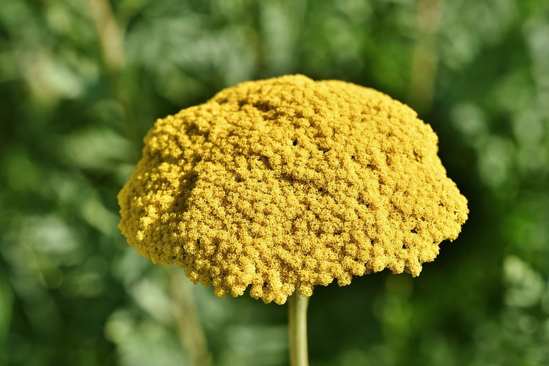 Herbal remedy plant